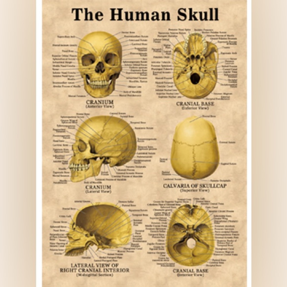 ‘The Human Skull’ Portable Roll Up Study Poster